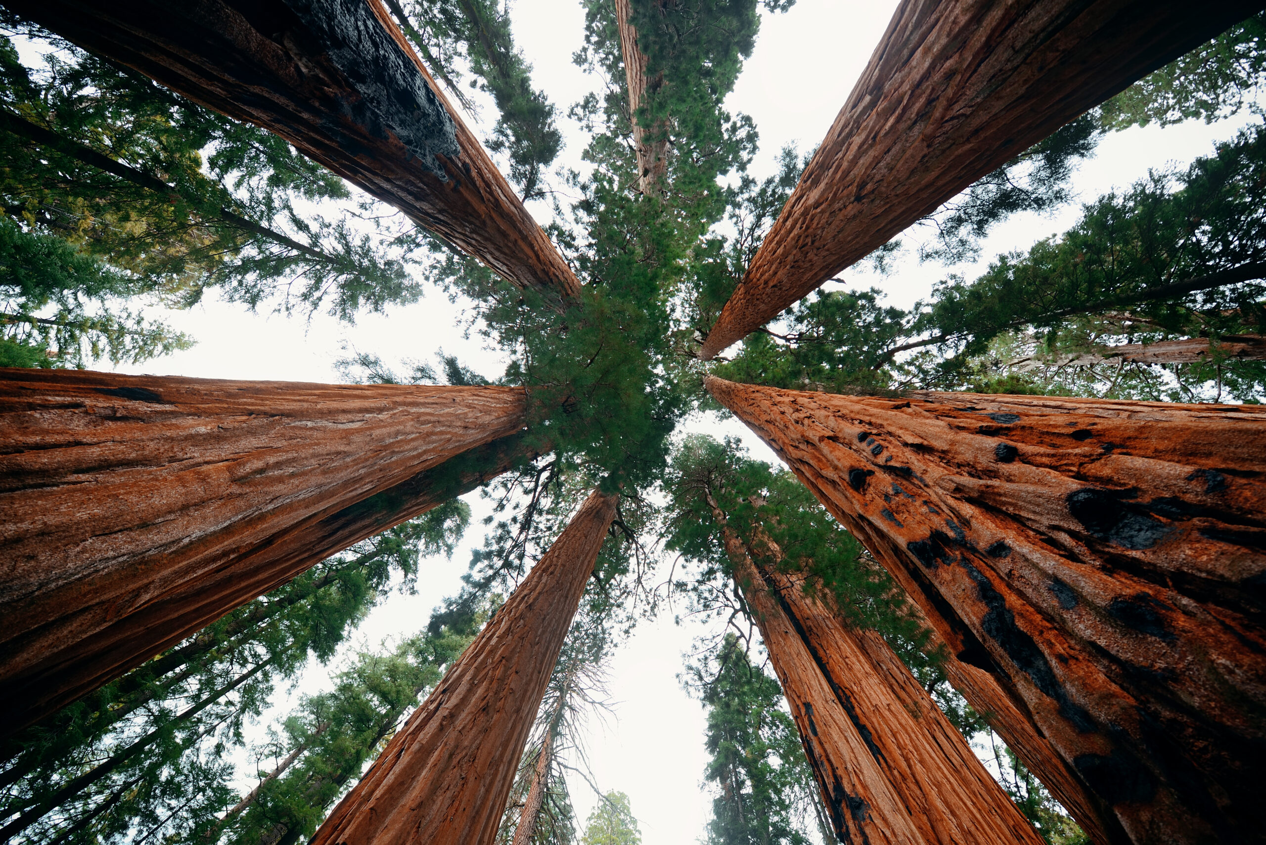 Giant tree
